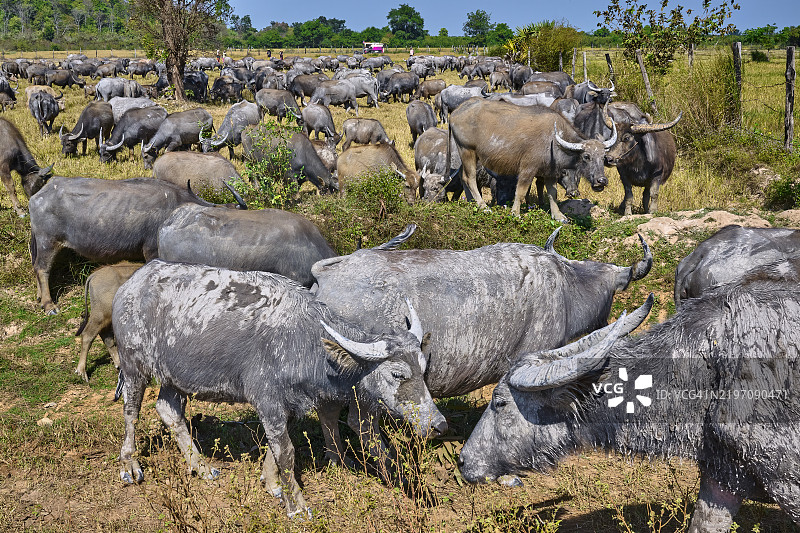 柬埔寨乡村的水牛群图片素材