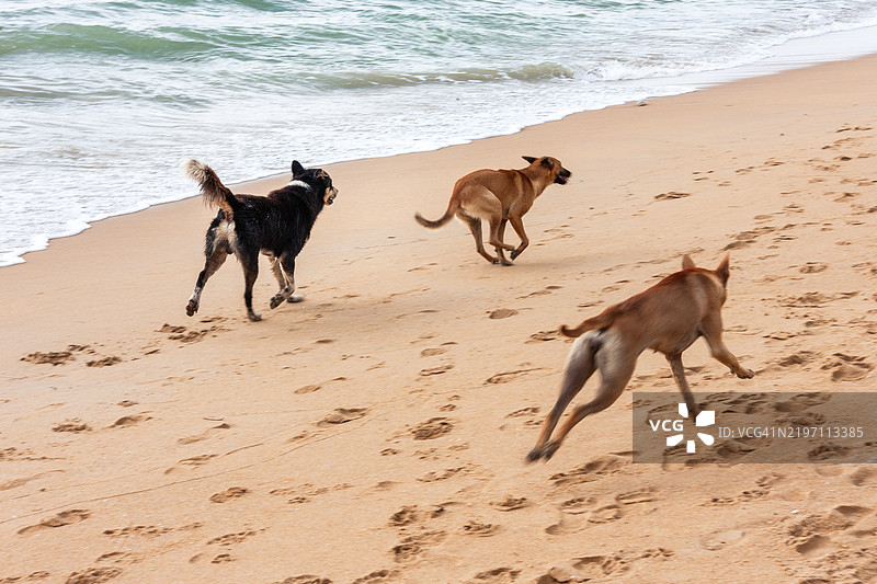泰国考拉克海滩上的狗狗们图片素材