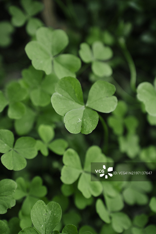绿色三叶草特写，自然植物背景，适合圣帕特里克节图片素材