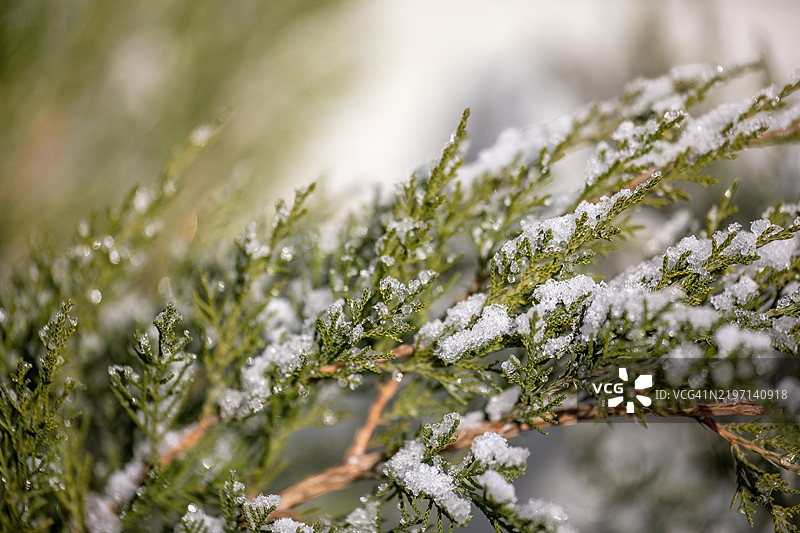 雪花落在杜松上图片素材