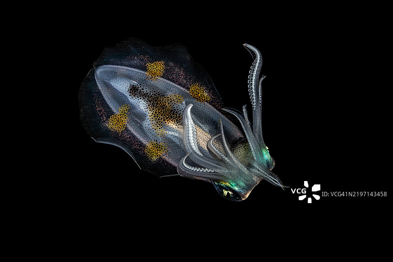 夜间的巨鳍礁鱿鱼（Sepioteuthis lessoniana），印度尼西亚伦贝海峡图片素材