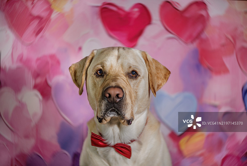 黄拉布拉多寻回犬在情人节等待图片素材