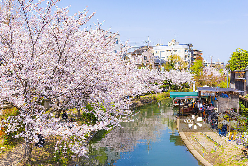 春天的京都伏见，传统观光船与粉色樱花树的美丽景色图片素材
