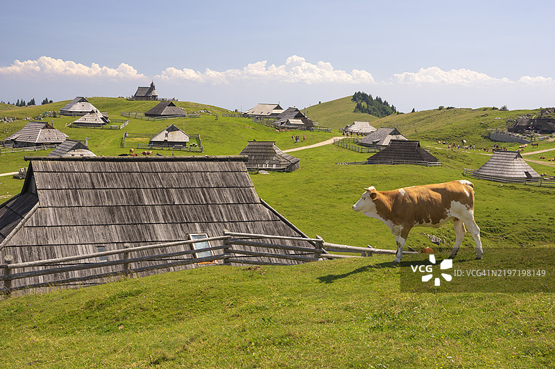 斯洛文尼亚上卡尔尼奥拉的维利卡普拉尼纳可爱的牧羊人小屋。图片素材