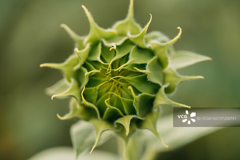 向日葵花蕾在田野中准备绽放图片素材