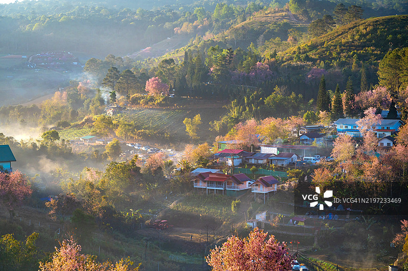自然，雾气，山脉，樱花树，清晨，荣克拉村图片素材