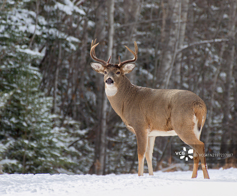 白尾雄鹿带角图片素材