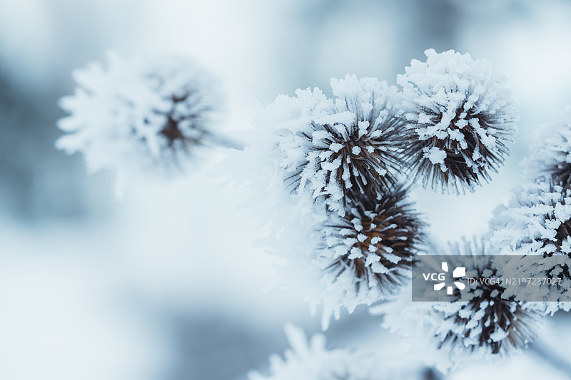 一部分枯萎植物被冰雪覆盖图片素材