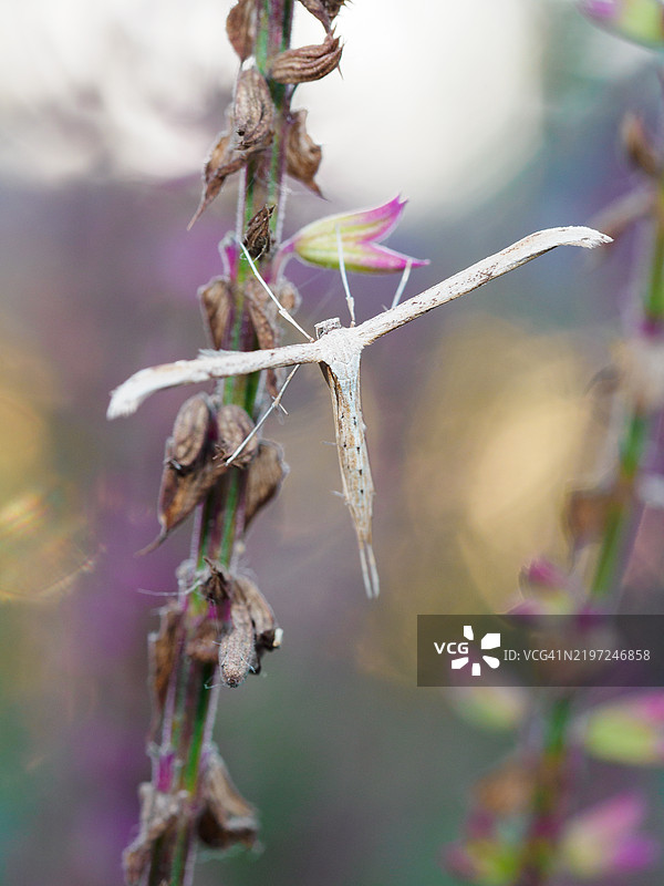 极近距离拍摄的羽毛蛾栖息在紫色鼠尾草花上。单爪羽毛蛾，T蛾，晨光羽毛蛾。图片素材