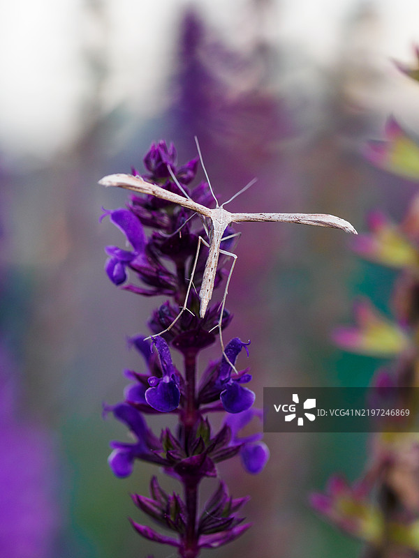 极近距离拍摄的羽毛蛾栖息在紫色鼠尾草花上。单爪羽毛蛾，T蛾，晨光羽毛蛾。图片素材