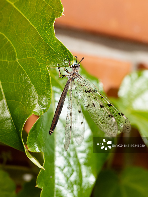 一只大棕色蜻蜓栖息在绿色叶子上的特写。欧洲蚁狮，成虫。图片素材