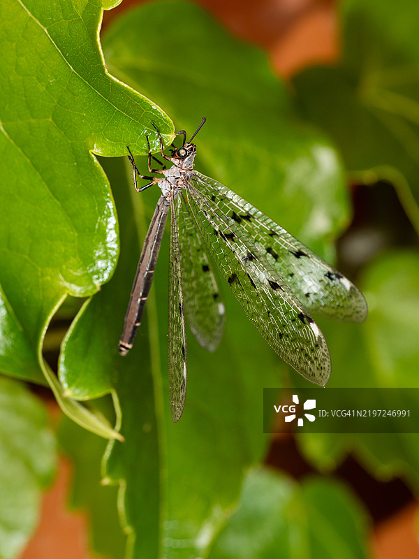 一只大型棕色蜻蜓栖息在绿色叶子上的特写。欧洲蚁狮，成虫。图片素材