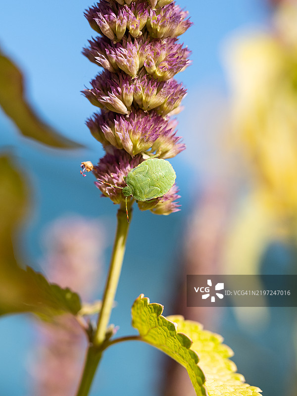 蓝天背景下的绿色盾虫幼虫在花朵上。帕洛梅纳·普拉西纳，绿色盾虫。图片素材