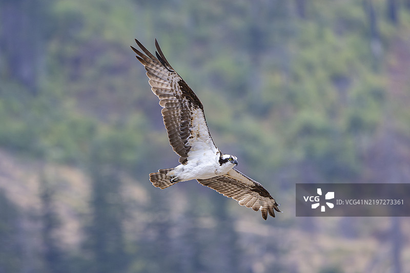鱼鹰在哥伦比亚河峡谷飞翔。图片素材