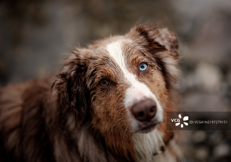 在布拉格溪的澳大利亚牧羊犬户外活动图片素材