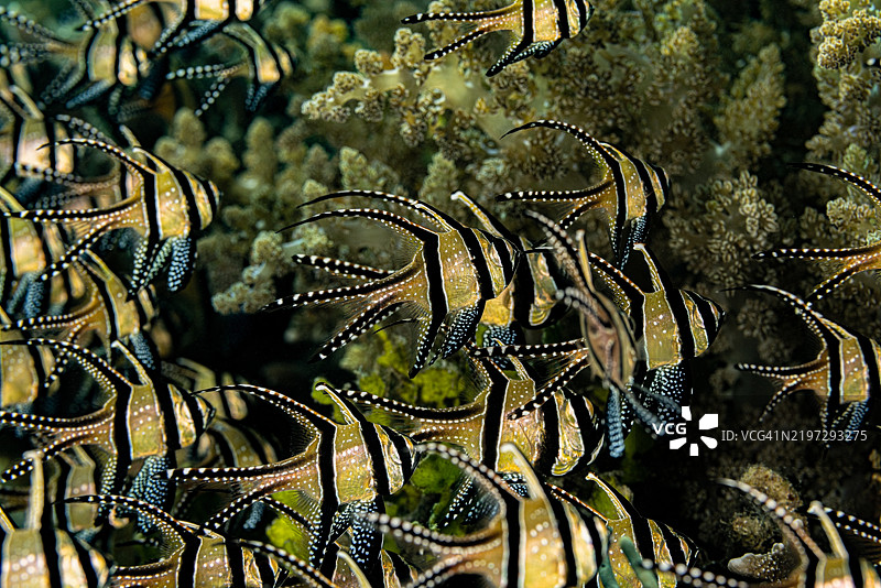 班盖神仙鱼学校 Pterapogon kauderni，伦贝湾，印度尼西亚图片素材