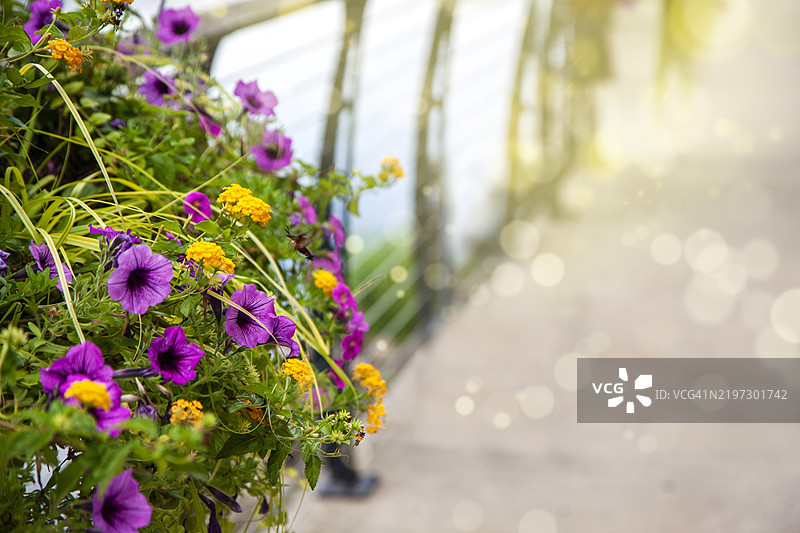 户外各种色彩斑斓的夏季花卉盆栽图片素材