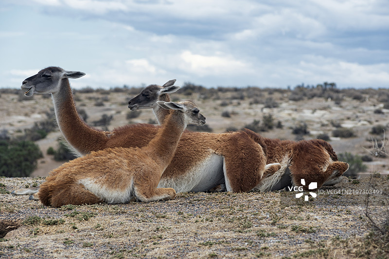 华南骆驼（Lama guanicoe）图片素材