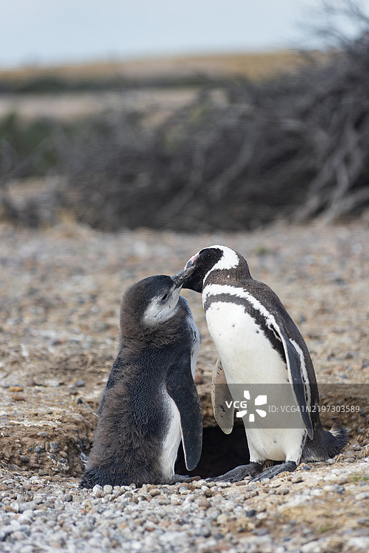 马格兰企鹅 (Spheniscus magellanicus)图片素材