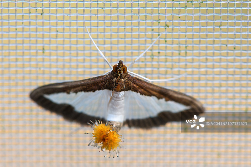 瓜虫蛾停在温室网格上图片素材