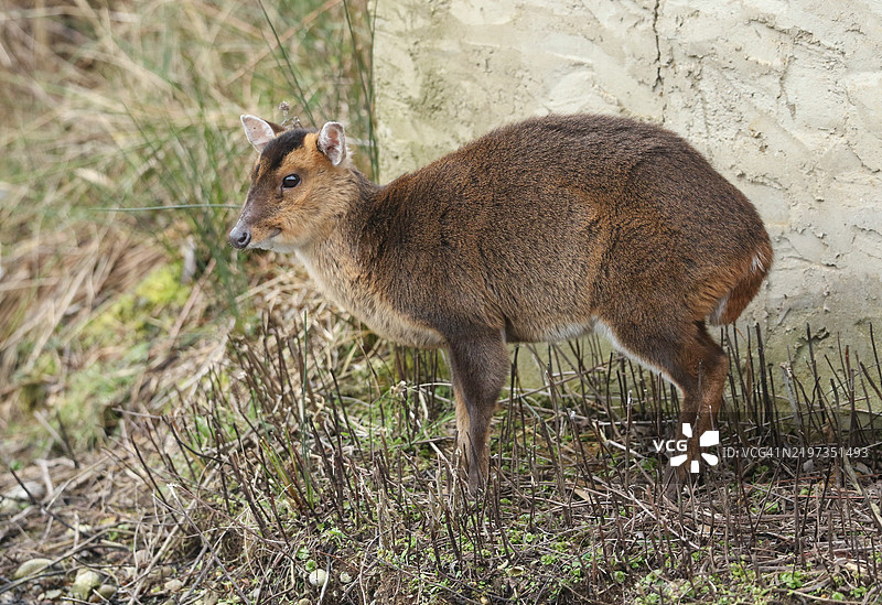 一只漂亮的梅花鹿（Muntiacus reevesi）在英国湖边觅食。图片素材