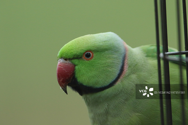 A pretty ring-necked, or rose-ringed Parakeet feeding from a bird feeder. It is the UK's most abundant naturalised parrot.图片素材