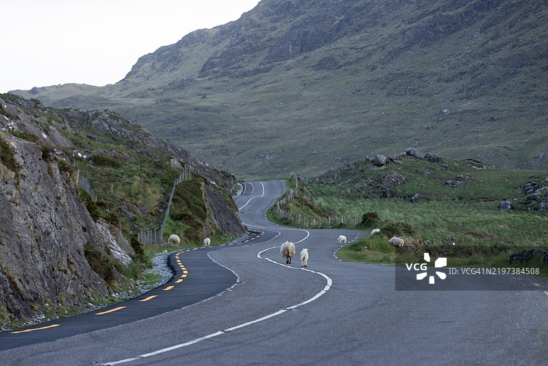 爱尔兰，羊群图片素材