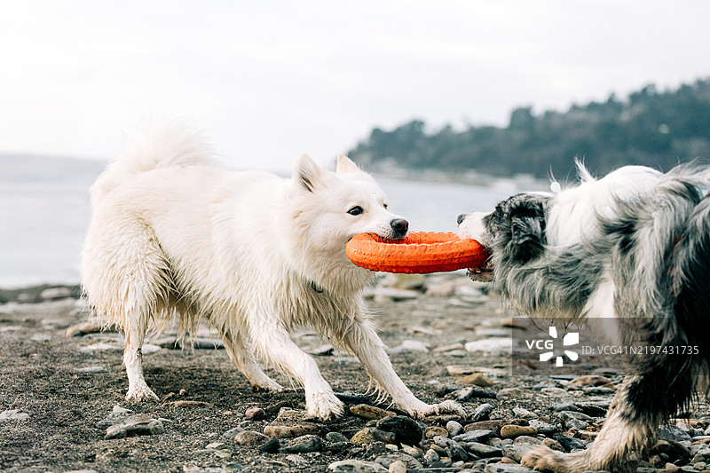 白色萨摩耶犬和边境牧羊犬在玩拔河比赛，互相竞争。图片素材