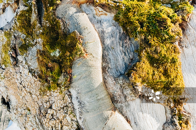 树皮上的苔藓形成了有纹理的自然背景图片素材