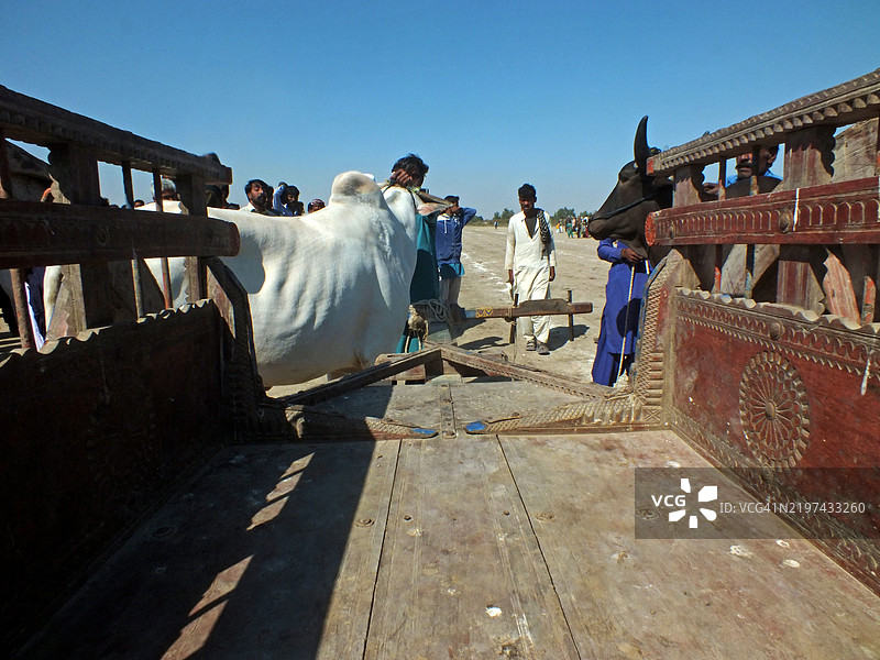 观众聚集在一起观看牛车比赛图片素材