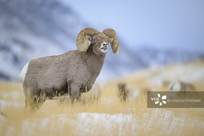 黄石国家公园的落基山大角羊图片素材