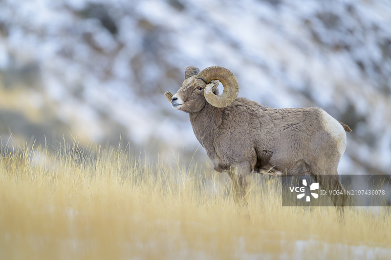 一只冬季的大洛基山大角羊公羊图片素材