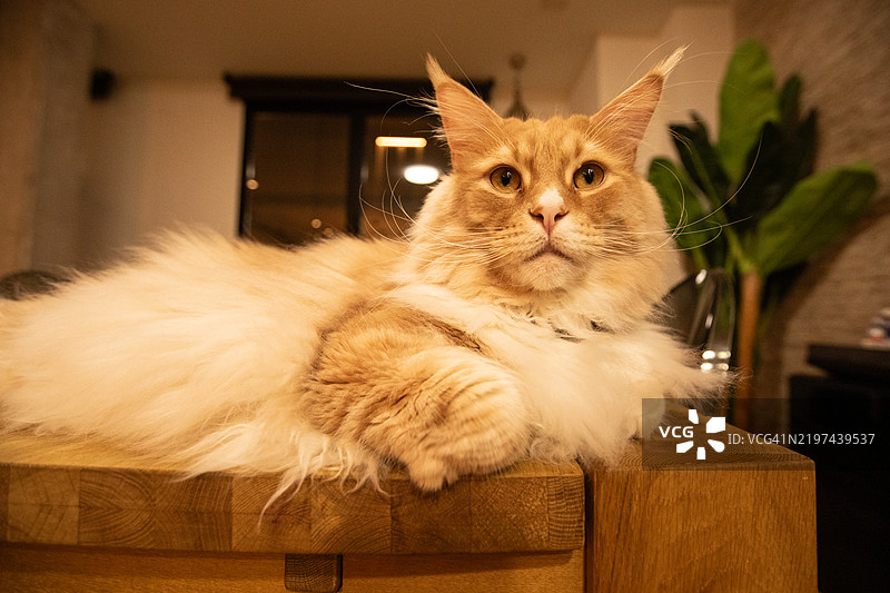 嘿，凯蒂！图片素材