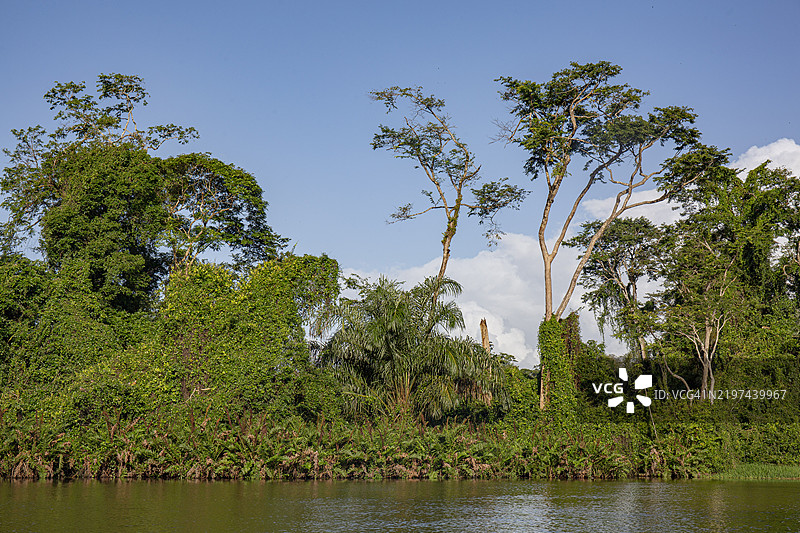 托尔图盖罗国家公园的河岸植被图片素材