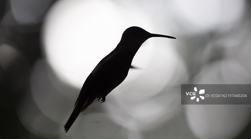悬停的蜂鸟图片素材