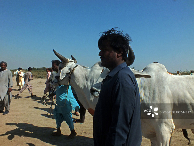 观众聚集在一起观看牛车比赛图片素材