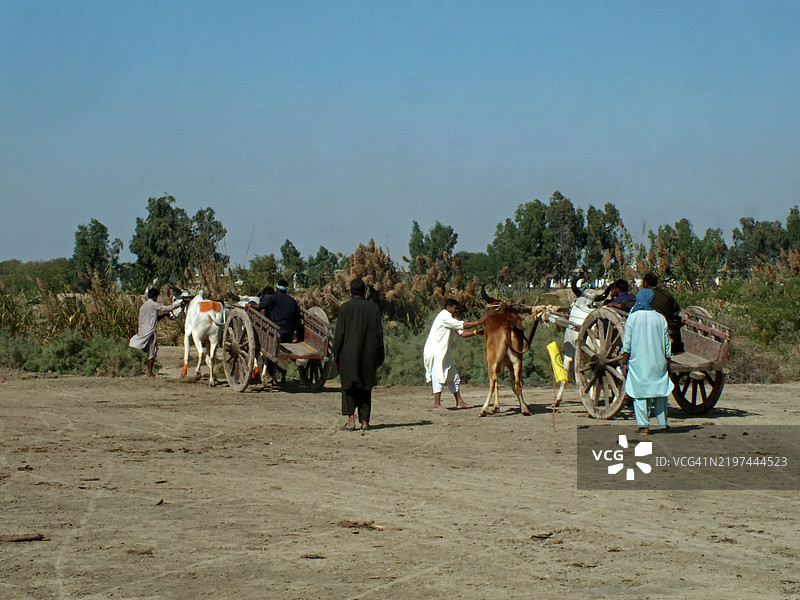 观众聚集在一起观看牛车比赛图片素材