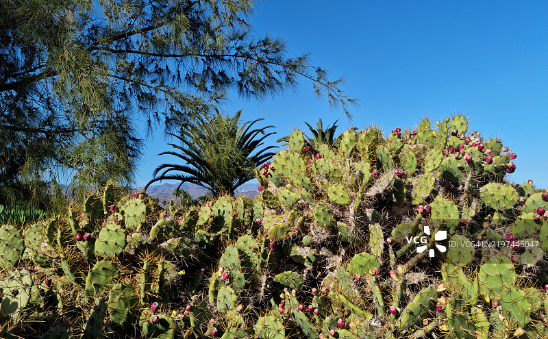 马斯帕洛马斯的仙人掌（无刺仙人掌）与成熟的果实，位于西班牙加那利群岛圣巴尔托洛梅·德·提哈哈纳市，亚特兰大海洋。图片素材