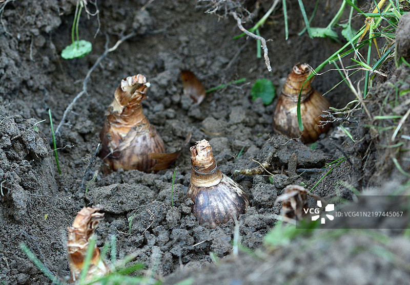 新种植的春季球根特写图片素材