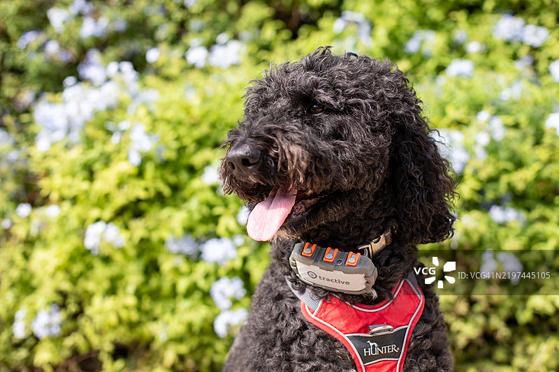 快乐的拉布拉多贵宾犬图片素材