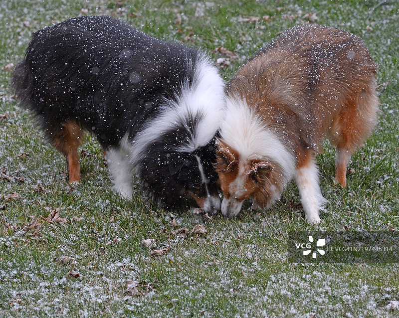 两只谢特兰牧羊犬（Shelties）在嗅闻图片素材