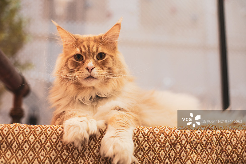 放松的长毛猫在室内图片素材