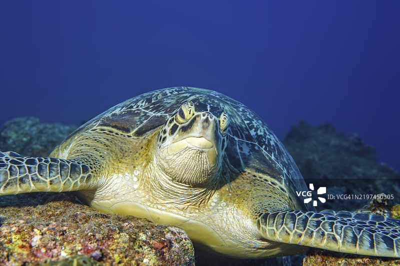 大型绿海龟（Chelonia mydas）肖像，绿海龟躺在礁石上注视着观众，印度洋，毛里求斯，佩雷贝尔，非洲图片素材