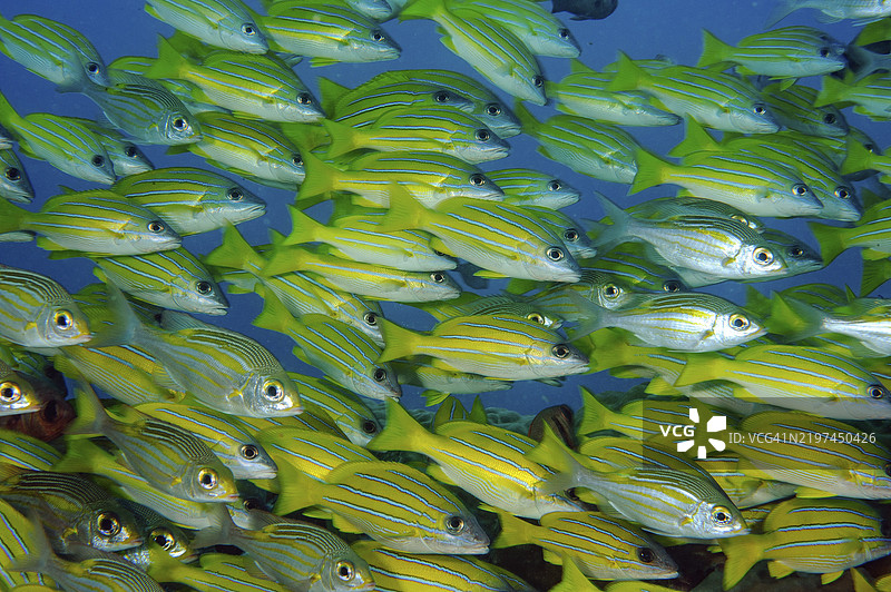 蓝条鲷鱼群的特写（Lutjanus kasmira） 蓝条鲷鱼，印度洋，佩雷伊贝尔，毛里求斯，非洲图片素材