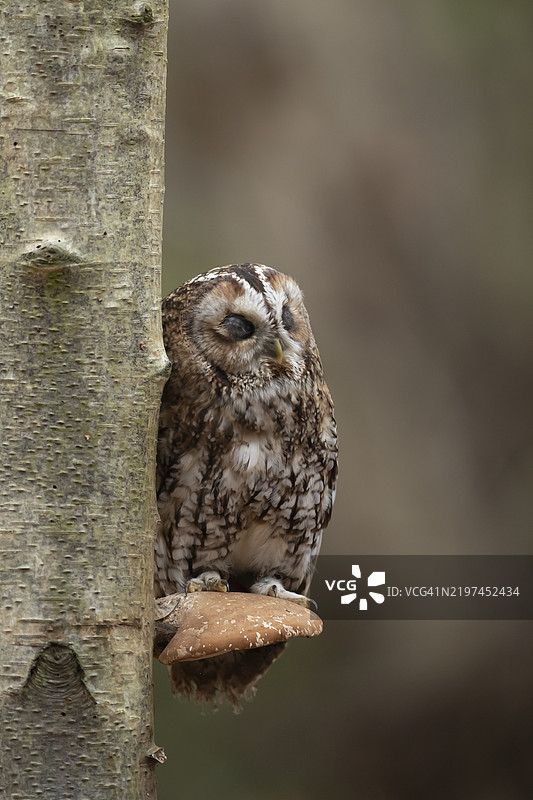 褐鸮（Strix aluco）成年鸟在银白桦树上的托盘真菌上睡觉，地点位于英格兰的秋季森林中，英国，欧洲图片素材