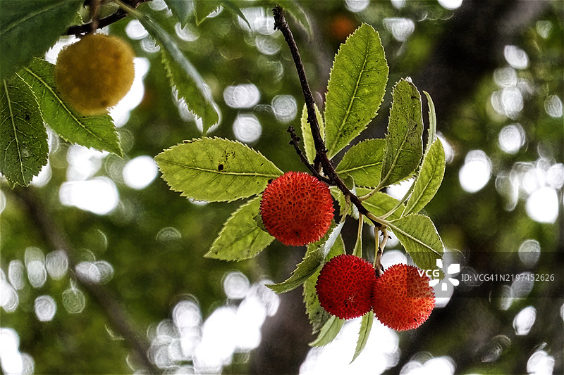 草莓树果实图片素材