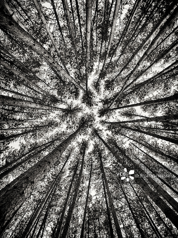 艺术抽象图像，展示安大略省穆斯科卡地区蓝天上高耸的松树树冠，黑白色调，北美。图片素材