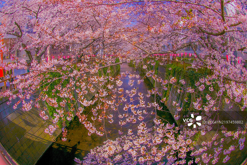 目黑川被盛开的樱花覆盖图片素材