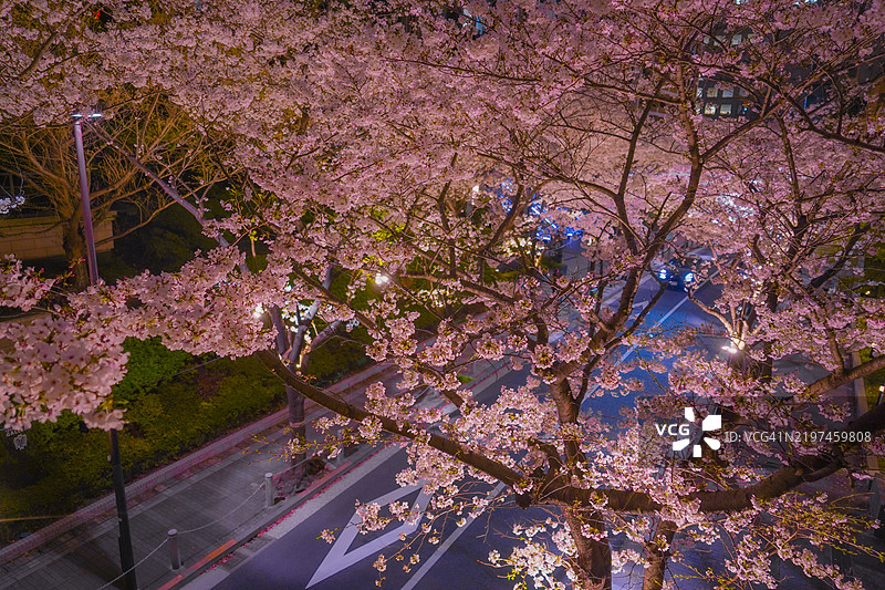 夜间盛开的樱花图片素材