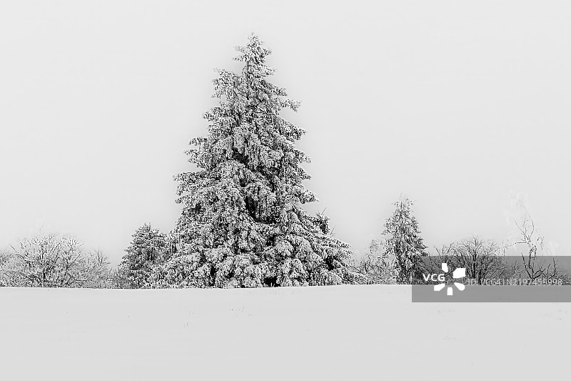 雪覆盖的田野上树木与天空相映成趣图片素材